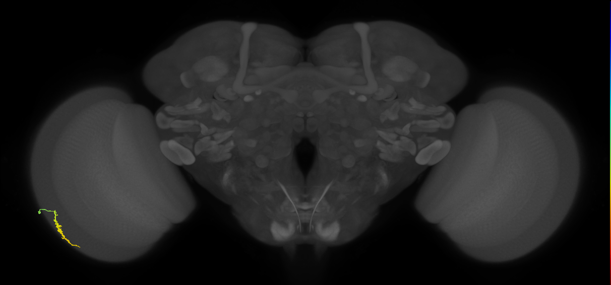 Dm3a_L (MaleCNS:82403)