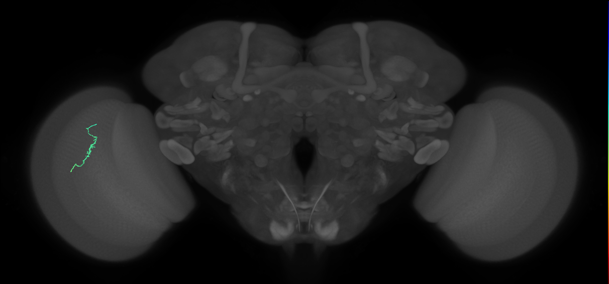 Dm3a_L (MaleCNS:552935)