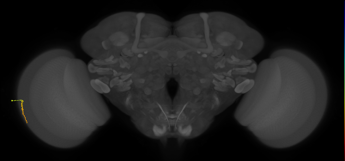 Dm3a_L (MaleCNS:558482)
