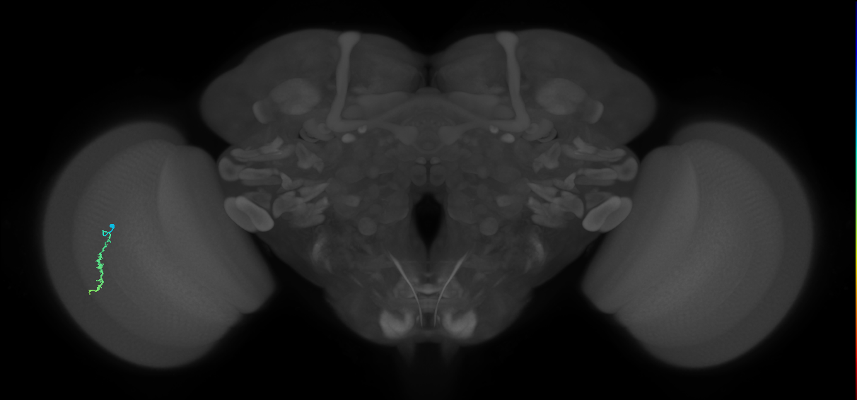 Dm3a_L (MaleCNS:138934)