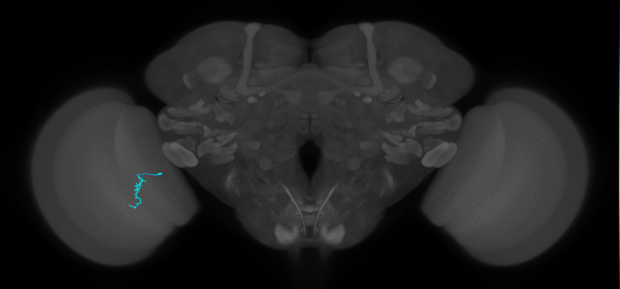 Dm3a_L (MaleCNS:580442)