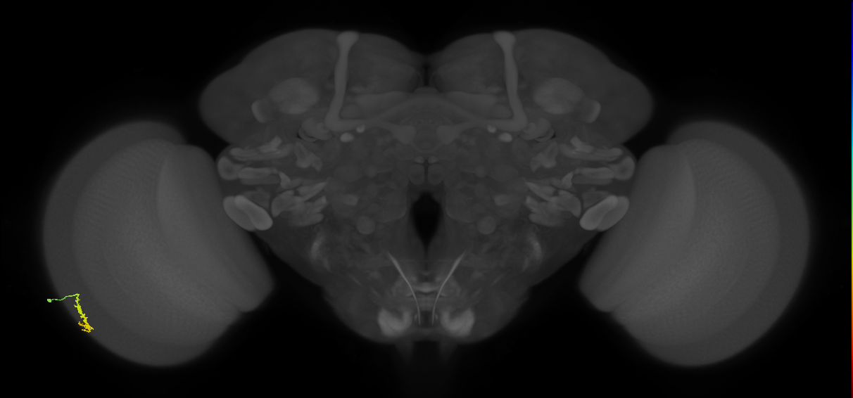Dm3a_L (MaleCNS:550850)