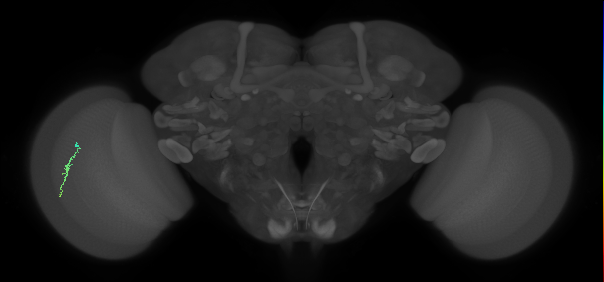 Dm3a_L (MaleCNS:170672)