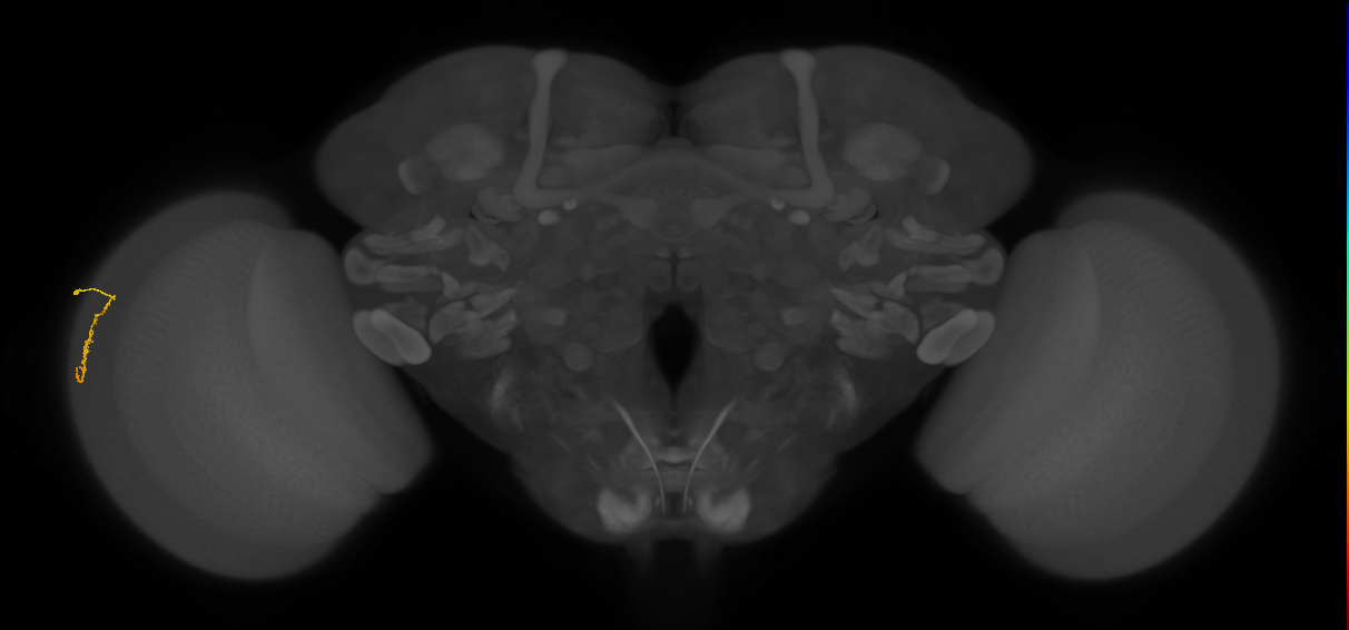 Dm3a_L (MaleCNS:533175)