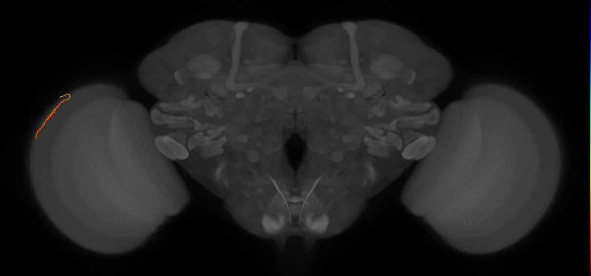Dm3a_L (MaleCNS:212026)