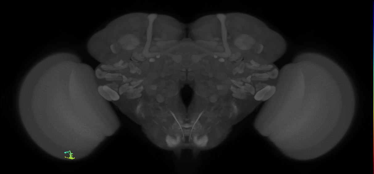 Dm3a_L (MaleCNS:146169)
