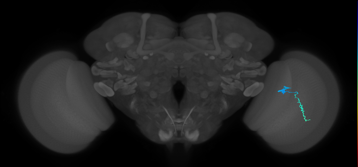 Dm3a_R (MaleCNS:108597)