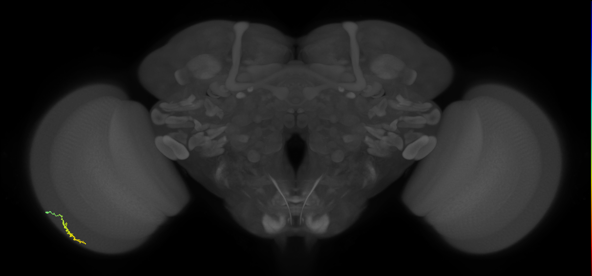 Dm3a_L (MaleCNS:137208)