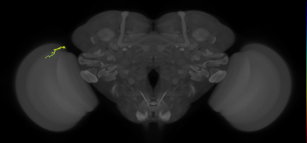 Dm3a_L (MaleCNS:164447)