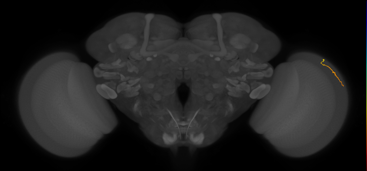 Dm3a_R (MaleCNS:148626)