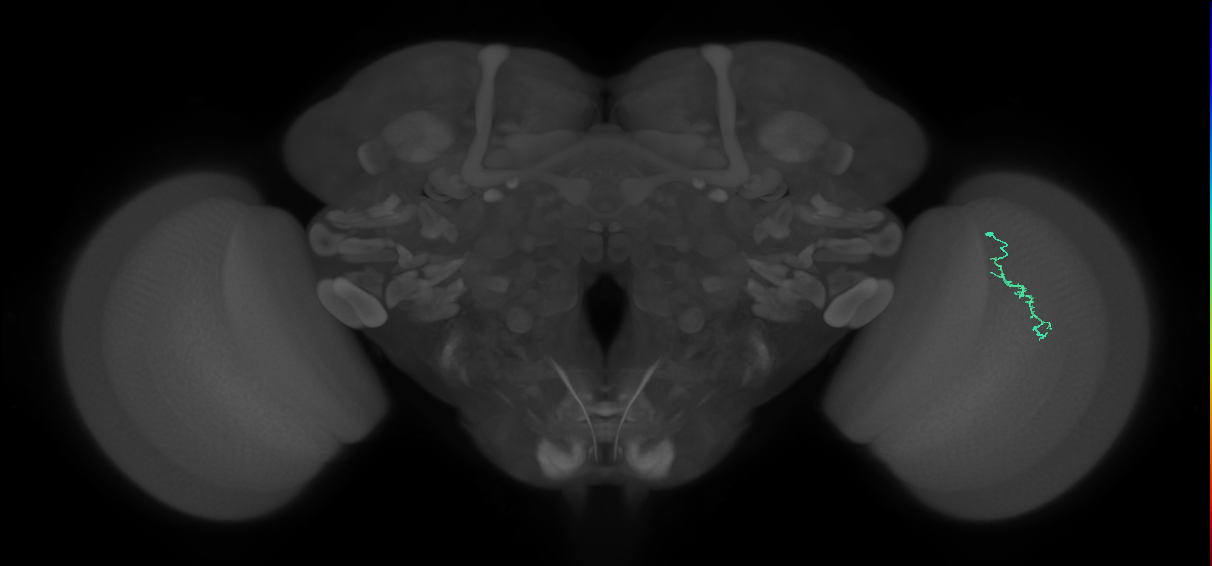 Dm3a_R (MaleCNS:157535)
