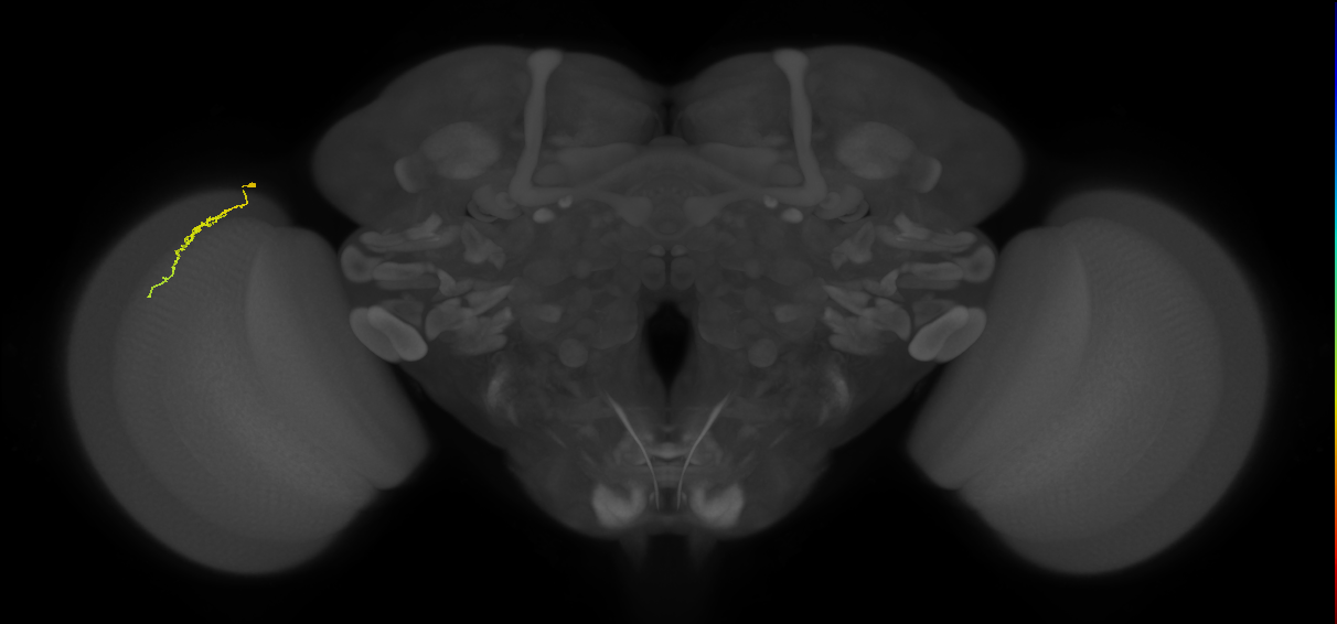 Dm3a_L (MaleCNS:201081)