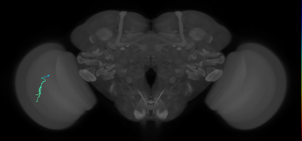 Dm3a_L (MaleCNS:514652)