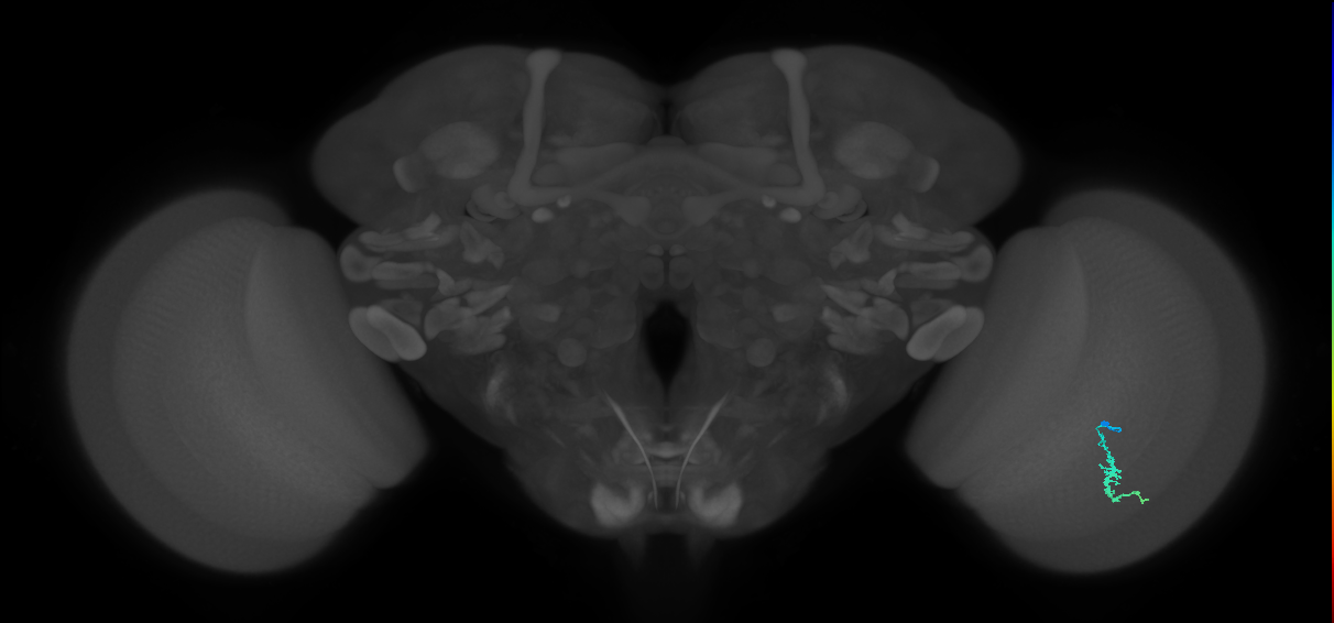 Dm3a_R (MaleCNS:121028)