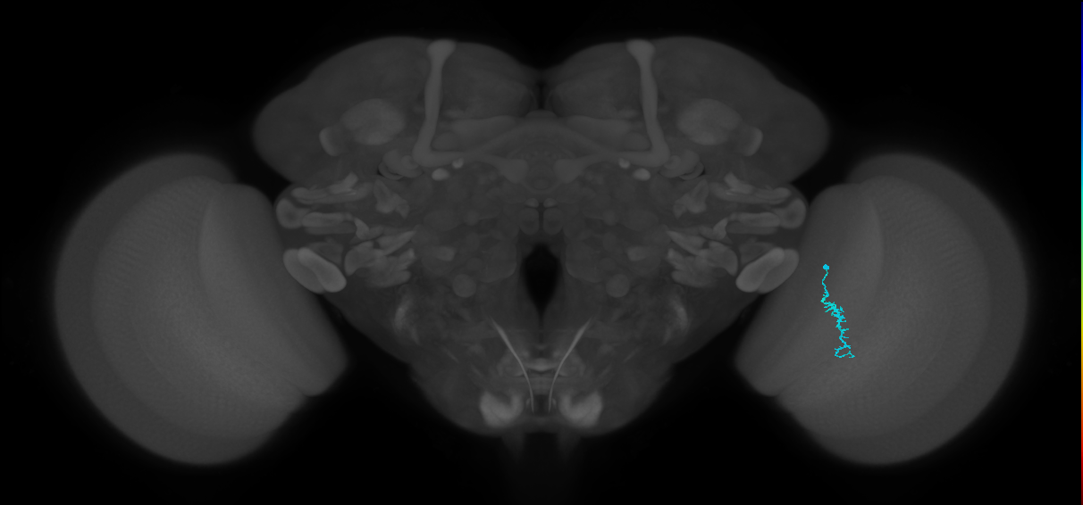Dm3a_R (MaleCNS:149967)
