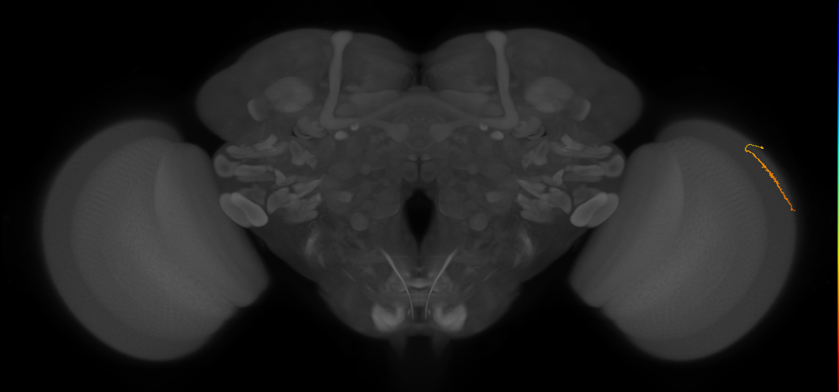 Dm3a_R (MaleCNS:146781)