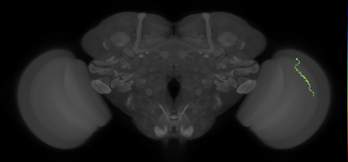 Dm3a_R (MaleCNS:131697)