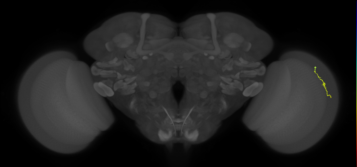 Dm3a_R (MaleCNS:151759)