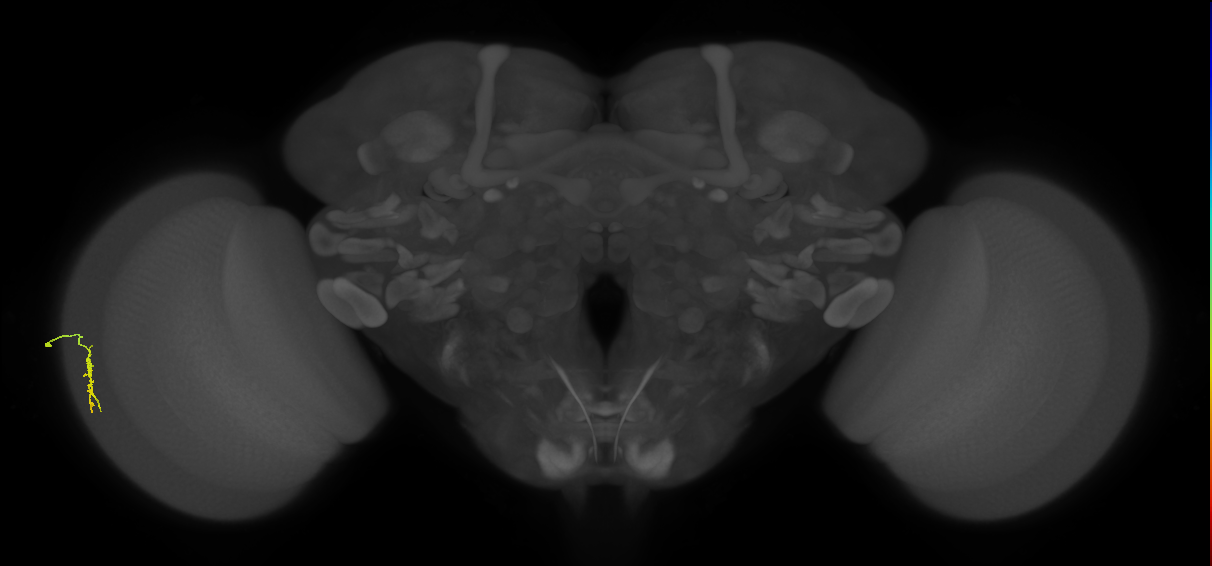 Dm3a_L (MaleCNS:133493)