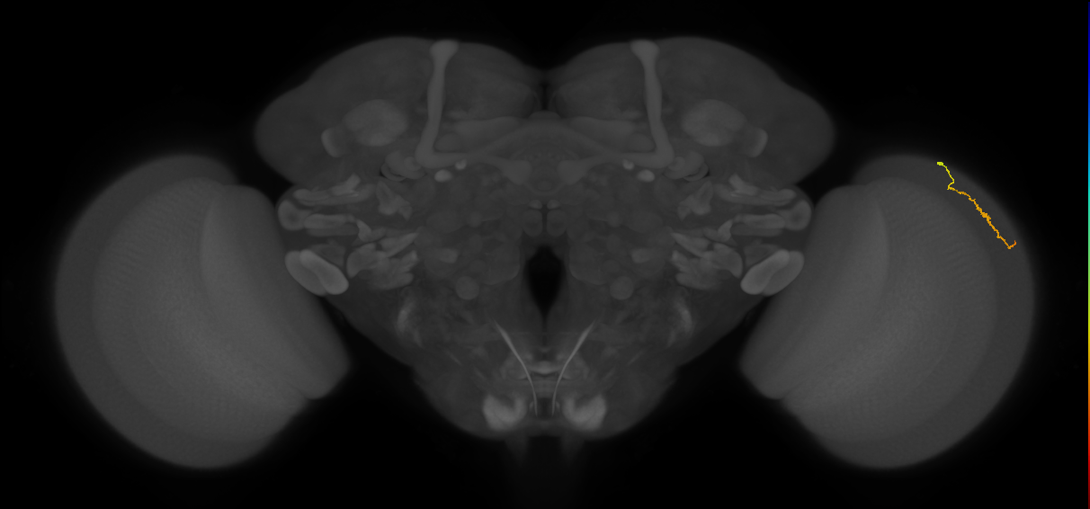Dm3a_R (MaleCNS:150500)