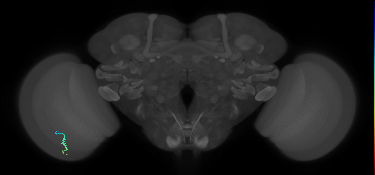 Dm3a_L (MaleCNS:137071)