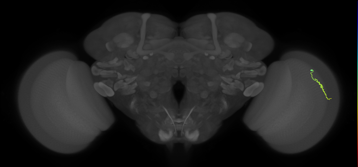 Dm3a_R (MaleCNS:136517)