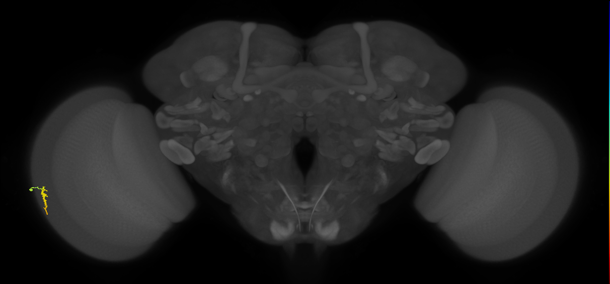 Dm3a_L (MaleCNS:133905)