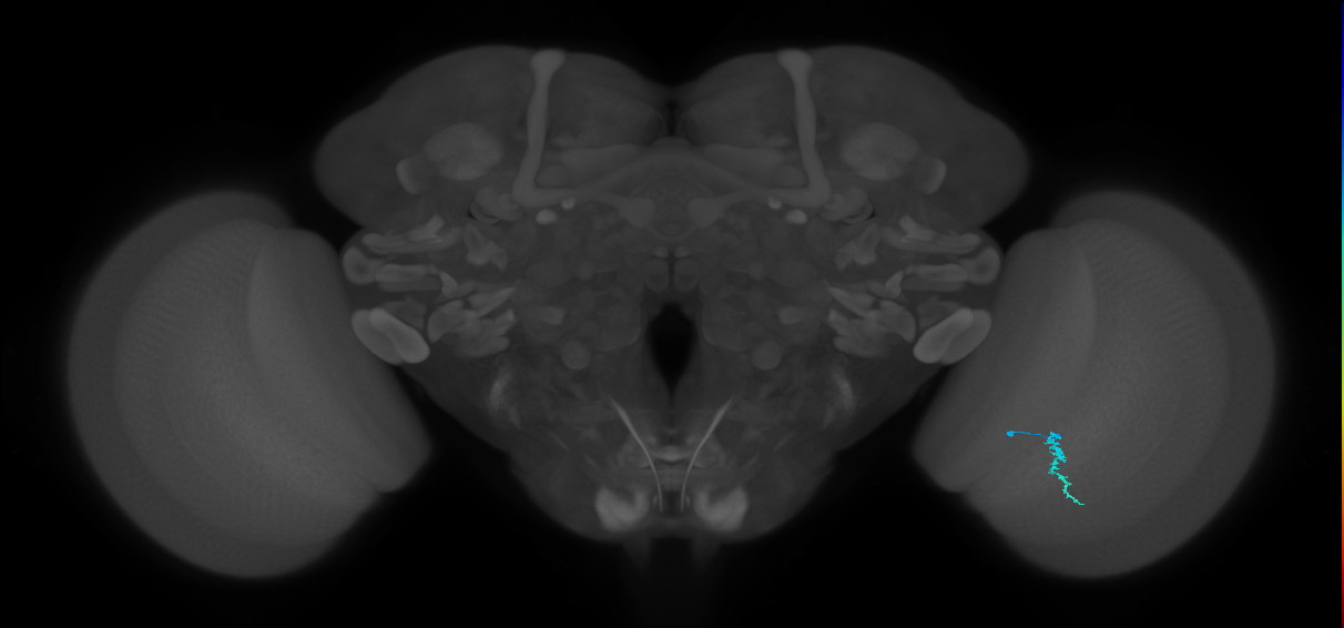 Dm3a_R (MaleCNS:160473)