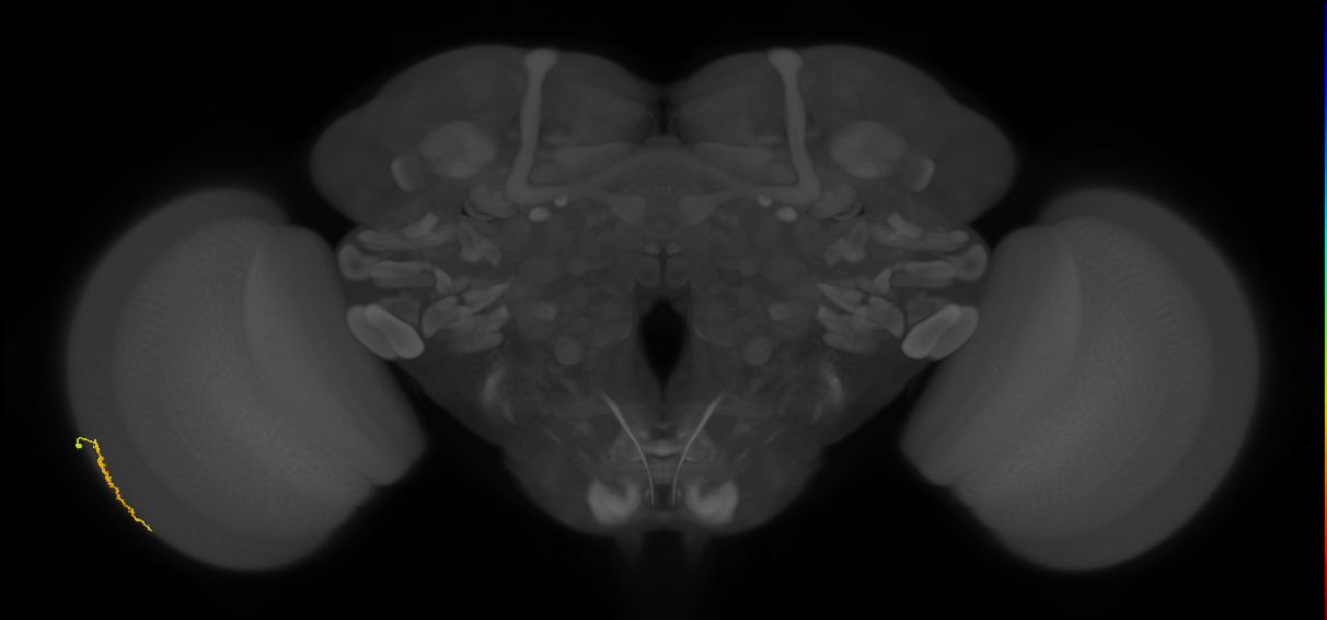 Dm3a_L (MaleCNS:568205)