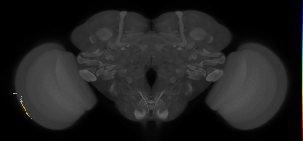 Dm3a_L (MaleCNS:539204)