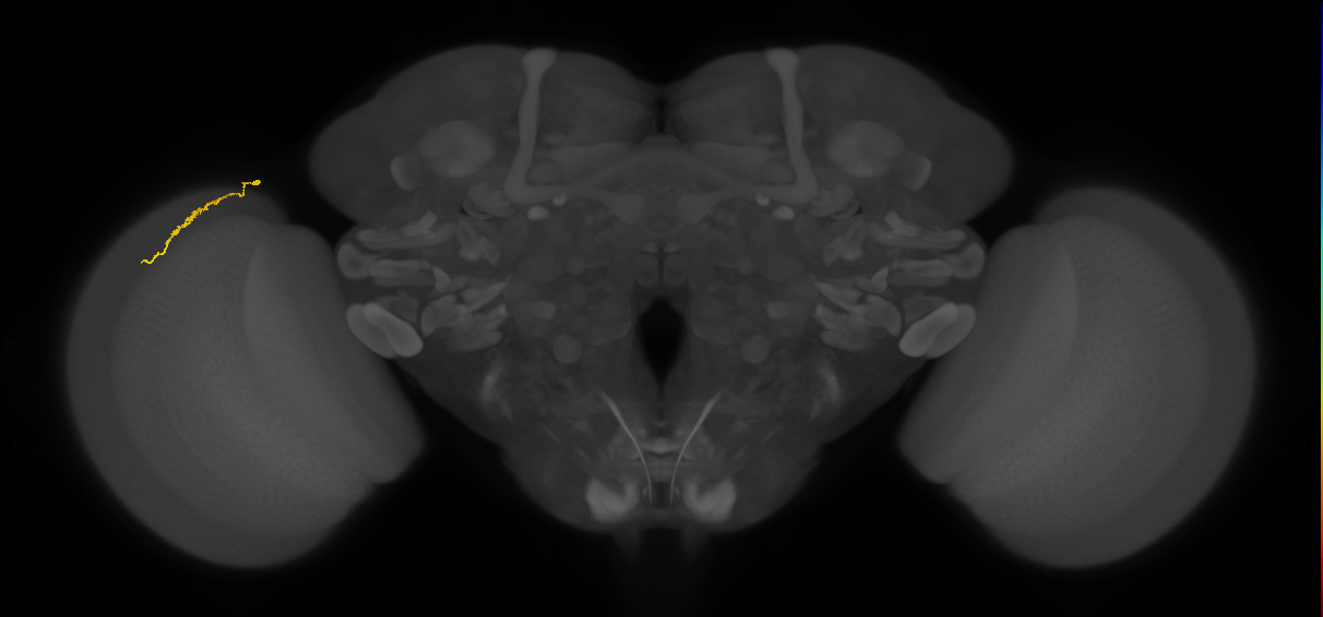 Dm3a_L (MaleCNS:580451)