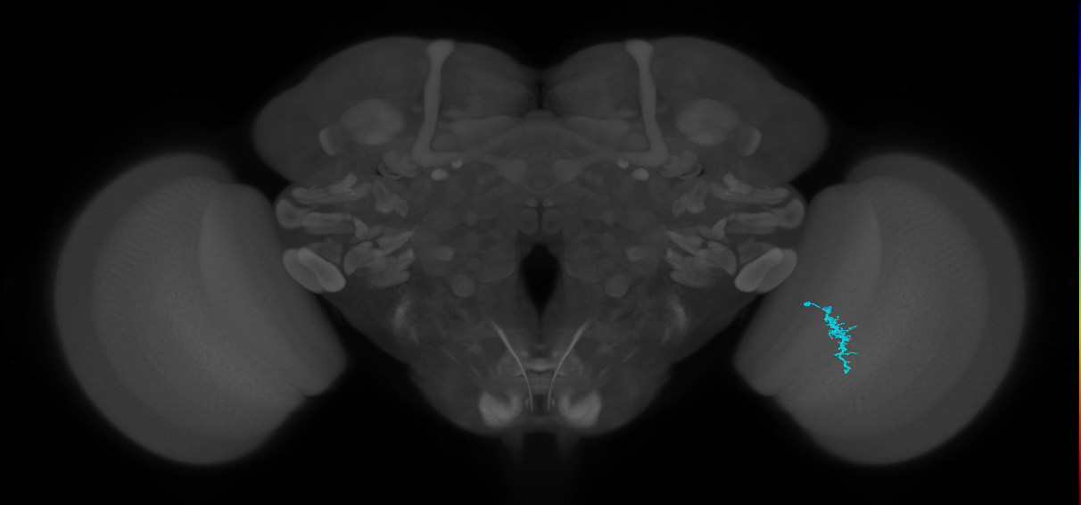 Dm3a_R (MaleCNS:148791)