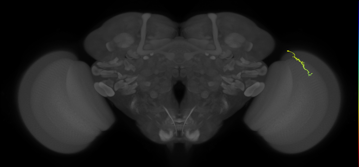Dm3a_R (MaleCNS:153890)