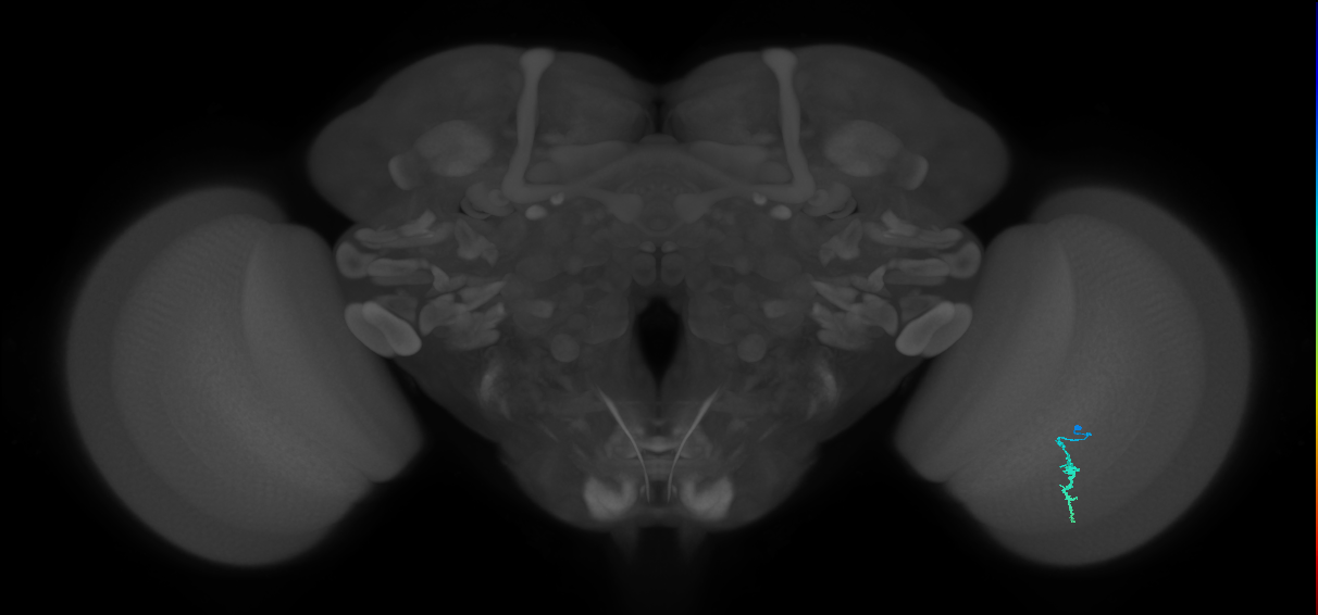 Dm3a_R (MaleCNS:140563)