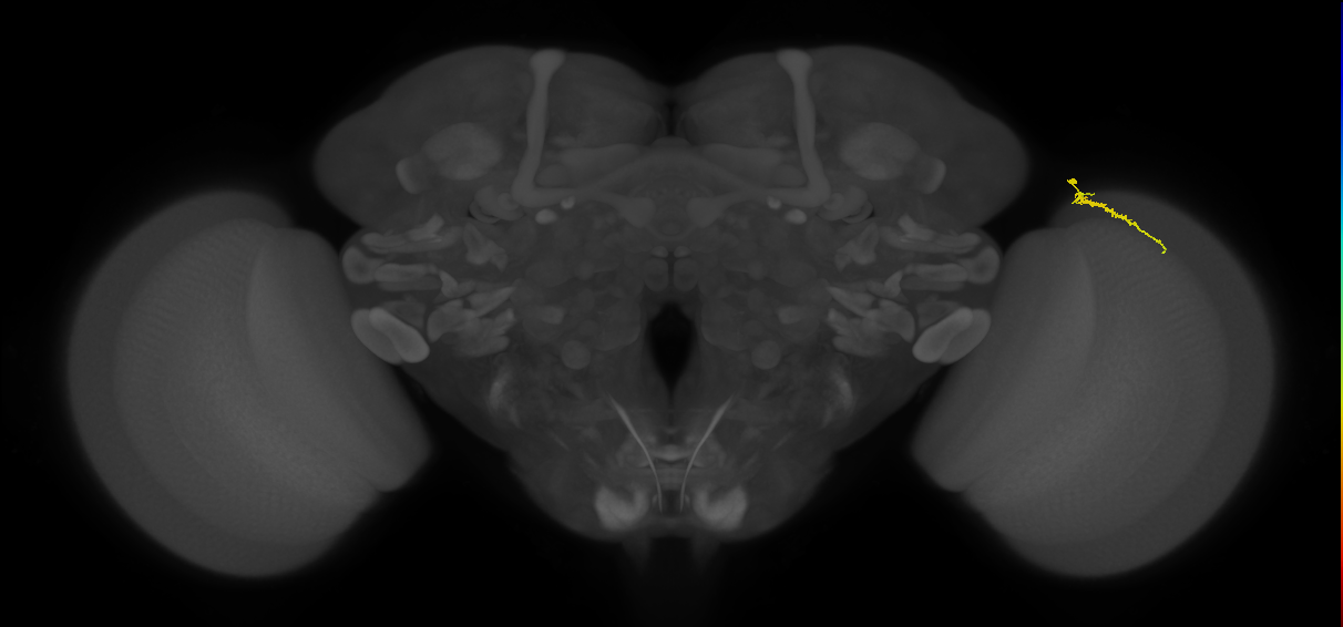 Dm3a_R (MaleCNS:158484)