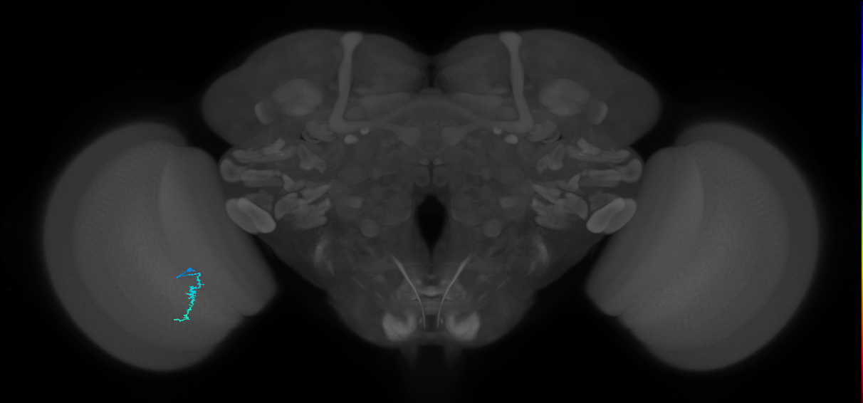 Dm3a_L (MaleCNS:564507)