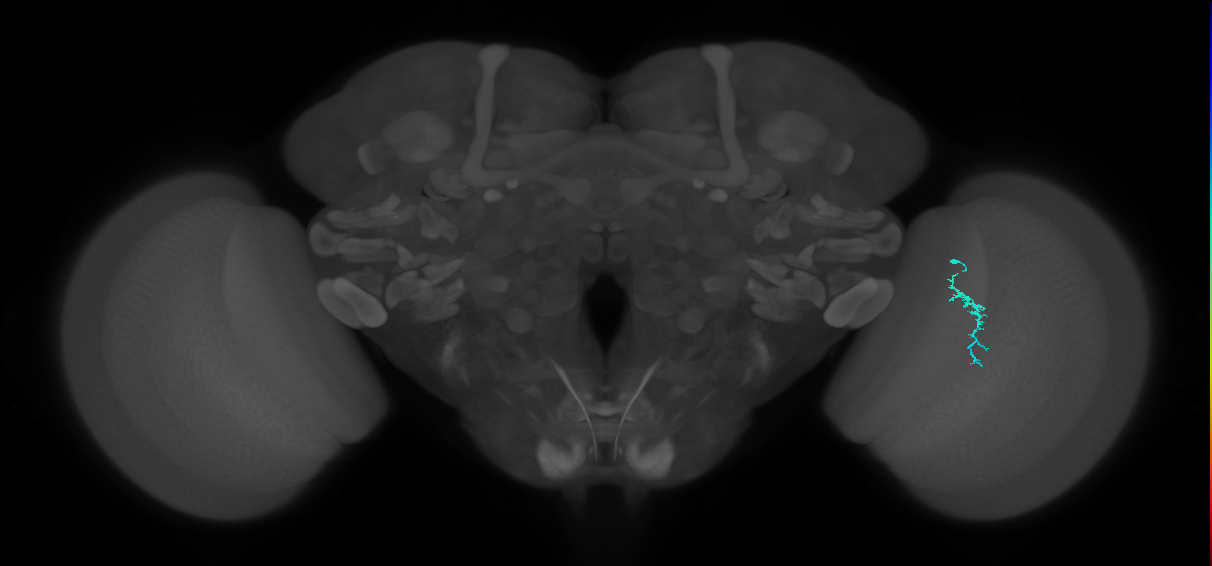 Dm3a_R (MaleCNS:149175)