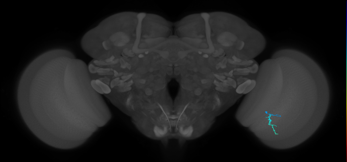 Dm3a_R (MaleCNS:155557)