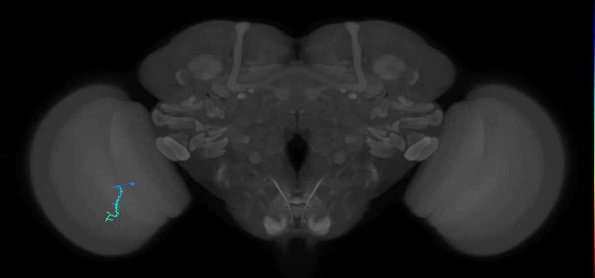 Dm3a_L (MaleCNS:217288)