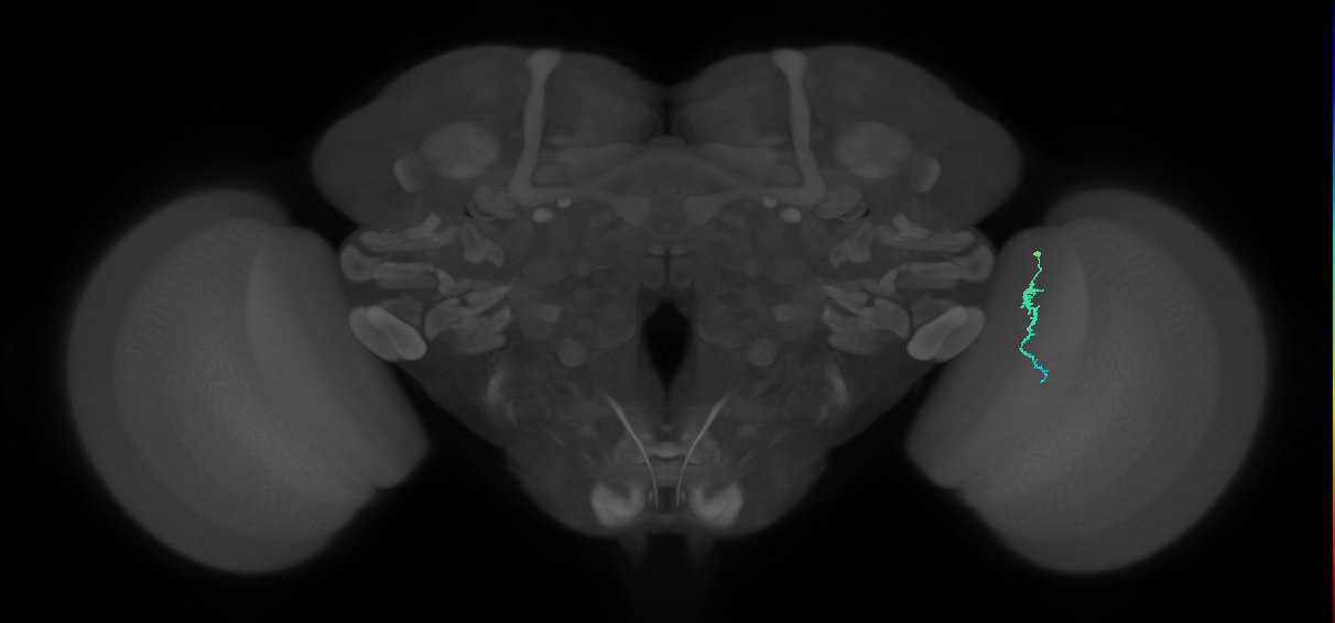 Dm3a_R (MaleCNS:155503)