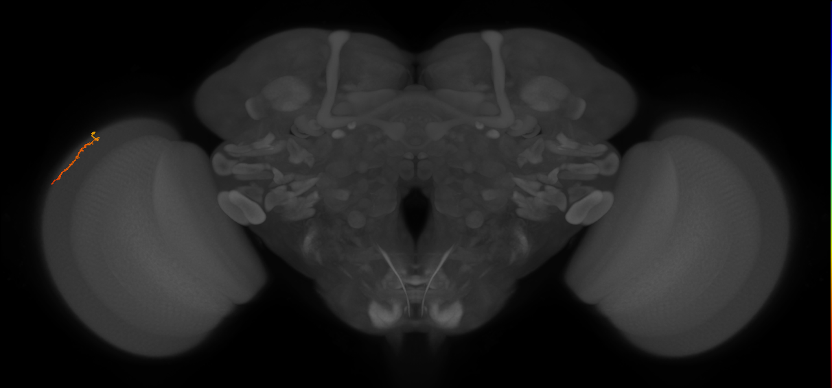 Dm3a_L (MaleCNS:543015)