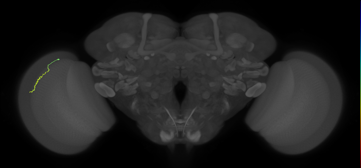 Dm3a_L (MaleCNS:220087)