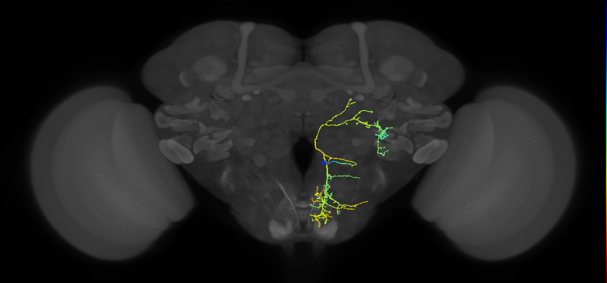 adult PSa1 lineage neuron