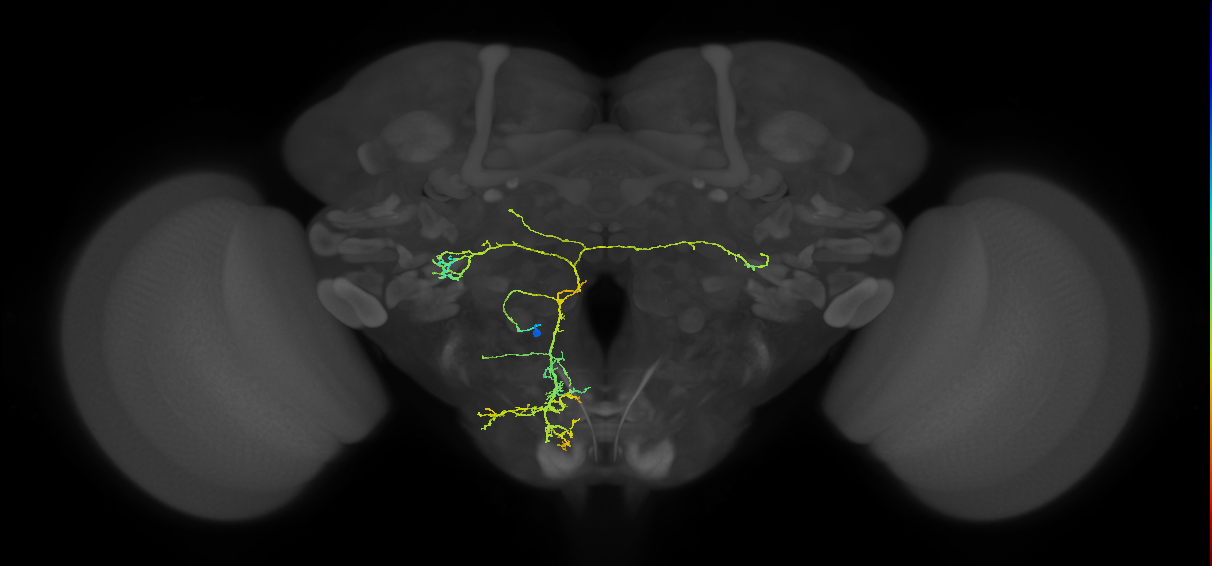 adult PSa1 lineage neuron