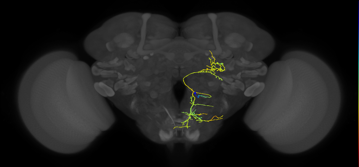 adult PSa1 lineage neuron