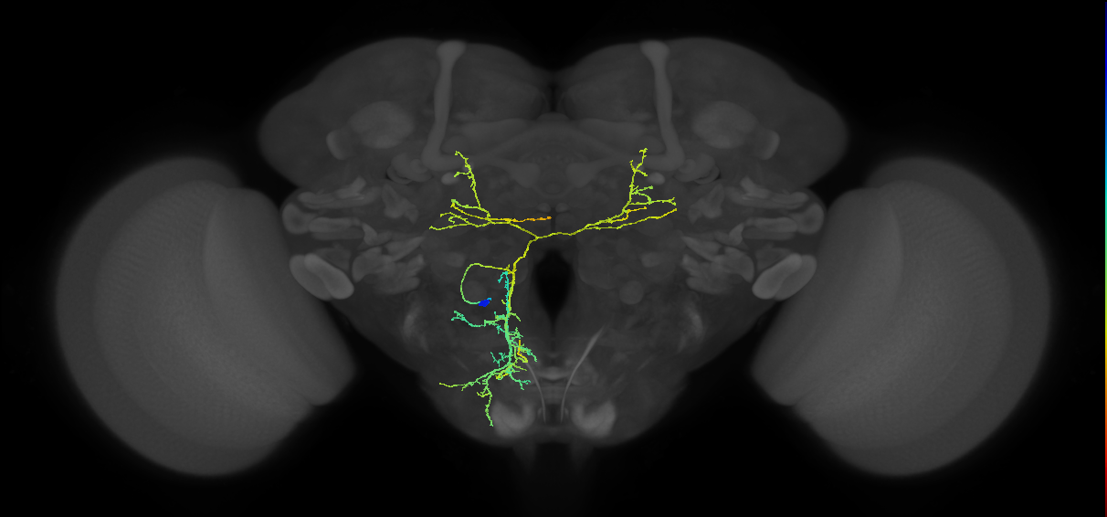 adult PSa1 lineage neuron