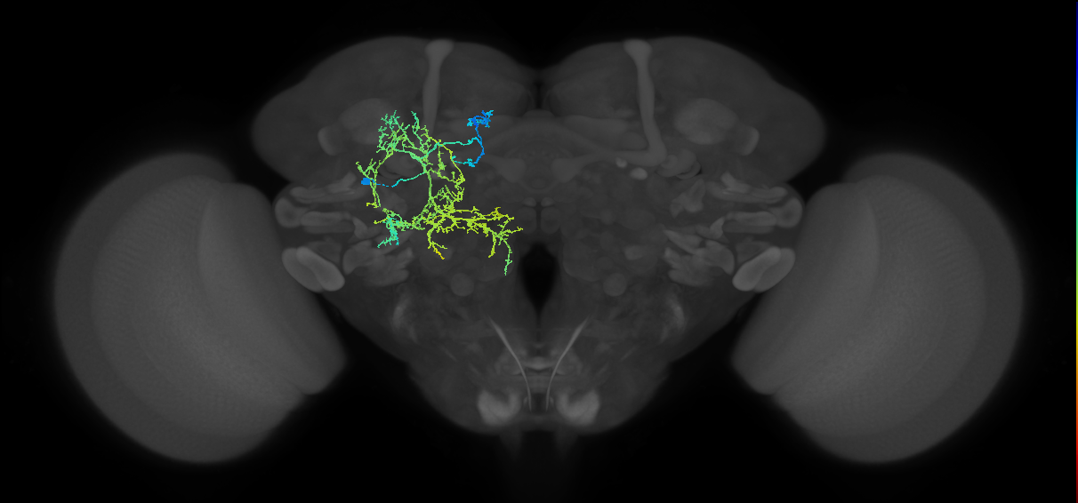 CL123_b_L (MaleCNS:74590)