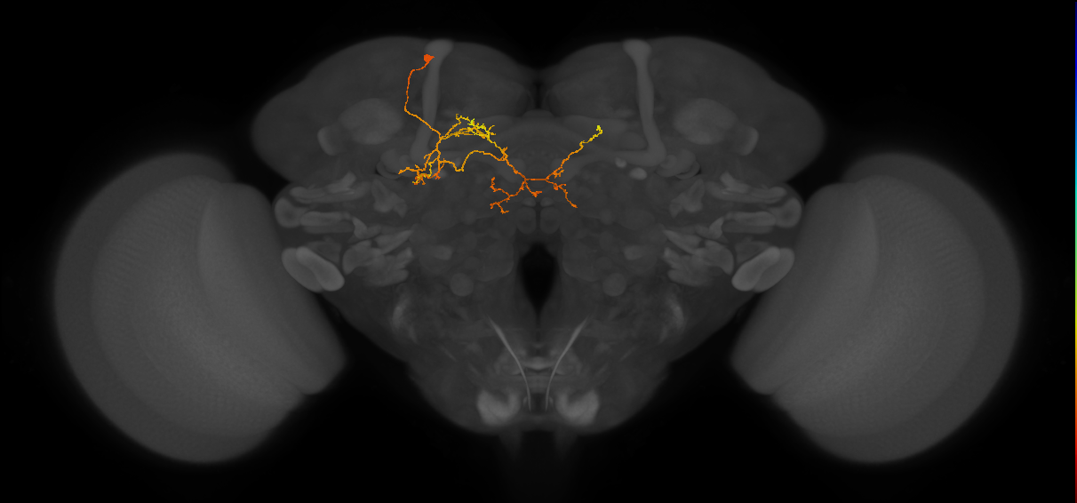 CL173_L (MaleCNS:88733)