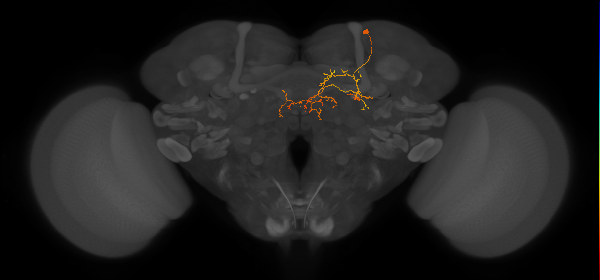 CL173_R (MaleCNS:581303)