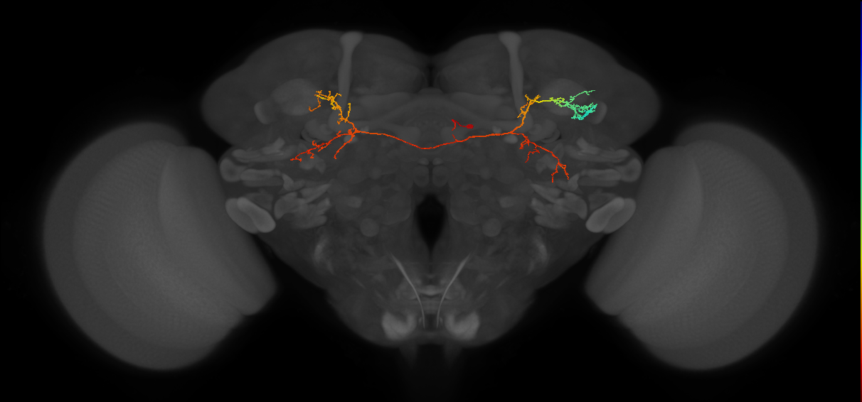 CL225_R (MaleCNS:179456)